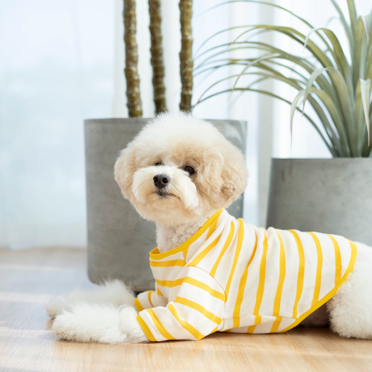Raglan - Lemon Striped