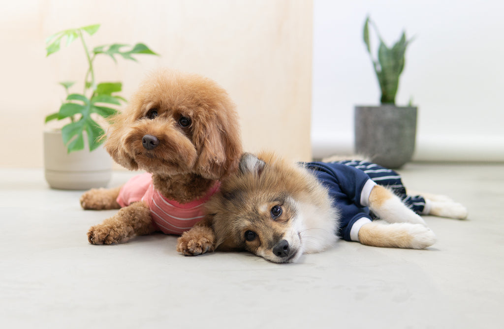 Should Dogs Wear Clothes - The Pros and Cons