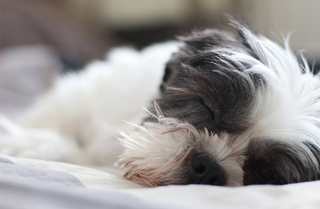 THREE Reasons You Should Let Your Dog Sleep with You