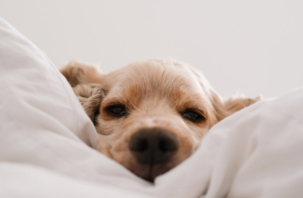 THREE Important Reasons why your dog needs a bed