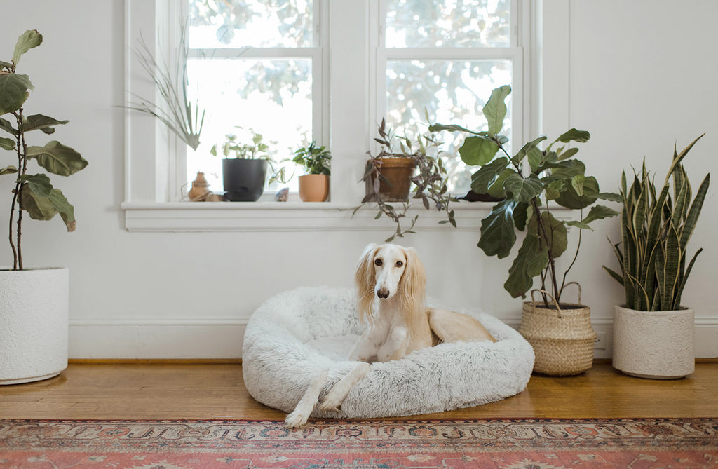 How to Train Your Dog To Sleep In His Own Bed