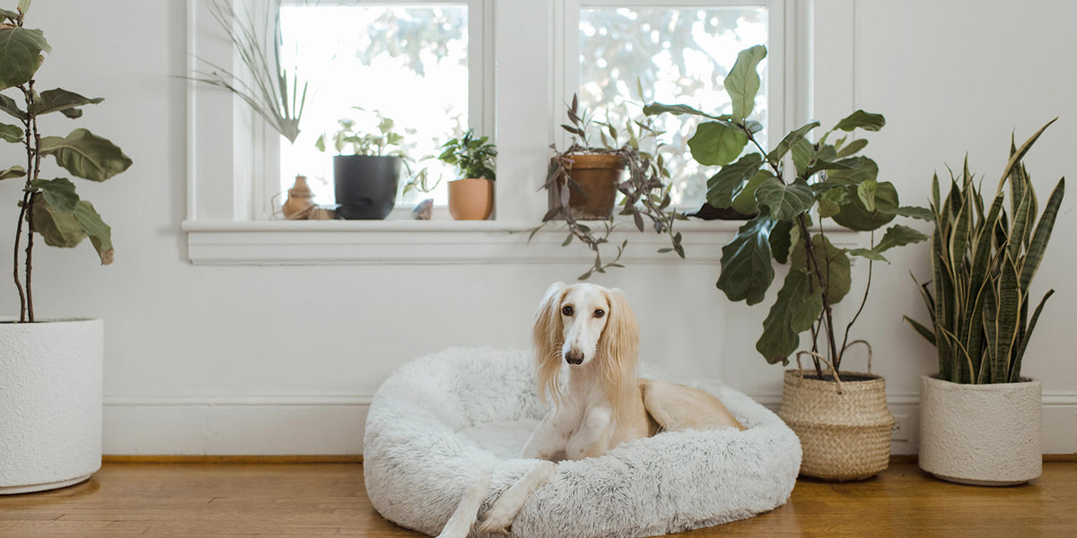 How to train your dog shop to sleep in his own bed